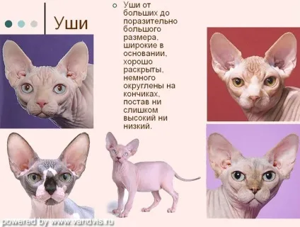 Про породу 1