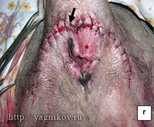 Пухлини прямої кишки у собак