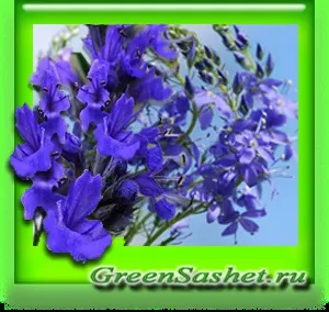 Иссоп ефірне масло - hyssopus officinalis (ефірне) Иссоп ефірне масло - hyssopus officinalis
