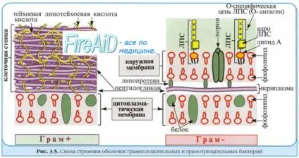 дослідження крові