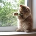 Укоси з метала для зовнішньої обробки вікон (укоси пластикових вікон) Укоси з метала для зовнішньої обробки вікон