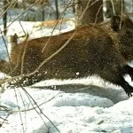 мисливські байки