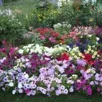 Пенстемон вирощування з насіння, як і коли садити (вирощування) Пенстемон вирощування з насіння, як і коли садити
