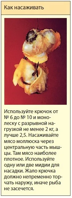 Перловіци і мідії