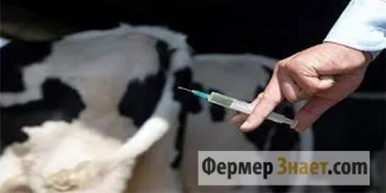 Пастереллез великої рогатої худоби причини хвороби і методи лікування (пастерельоз ВРХ причини симптоми лікування) Пастереллез великої рогатої худоби причини хвороби і методи лікування