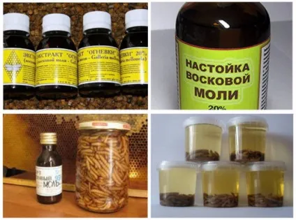 Бджолина вогнівка (воскова міль) застосування, лікування, протипоказання (екстракт бджолиної вогнівки) Бджолина вогнівка (воскова міль) застосування, лікування, протипоказання