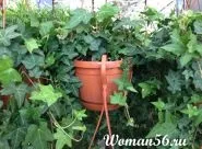 Плющ звичайний