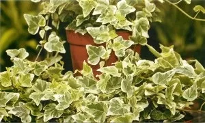 Плющ кімнатний, види, догляд в домашніх умовах