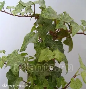 Плющ (хедера hedera) - секрети догляду та вирощування, пересадка, підживлення, розмноження (хедера) Плющ (хедера hedera) - секрети догляду та вирощування, пересадка, підживлення, розмноження