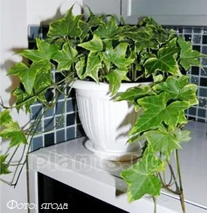 Плющ (хедера hedera) - секрети догляду та вирощування, пересадка, підживлення, розмноження (плющ) Плющ (хедера hedera) - секрети догляду та вирощування, пересадка, підживлення, розмноження