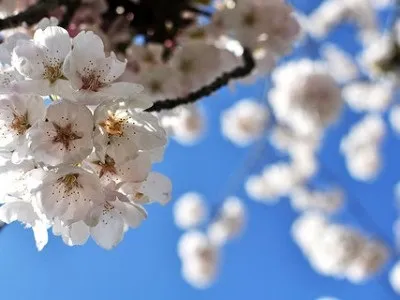 Чому чорніють молоде листя у дерев, блог про флору (листя) Чому чорніють молоде листя у дерев, блог про флору