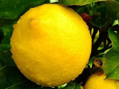 Чому чорніють молоде листя у дерев, блог про флору (чому) Чому чорніють молоде листя у дерев, блог про флору