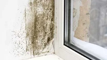 Цвіль в будинку причини, наслідки, методи усунення (усунення) Цвіль в будинку причини, наслідки, методи усунення