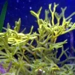 Чому чорне море називається «чорним», крим на