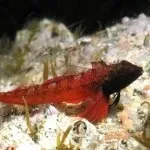 Чому чорне море називається «чорним», крим на