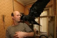 Чому ворони нападають на людей, вічні питання, питання-відповідь, аргументи і факти (ворони) Чому ворони нападають на людей, вічні питання, питання-відповідь, аргументи і факти