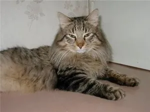Чому мене дратує моя кішка, котячий помічник (чому) Чому мене дратує моя кішка, котячий помічник