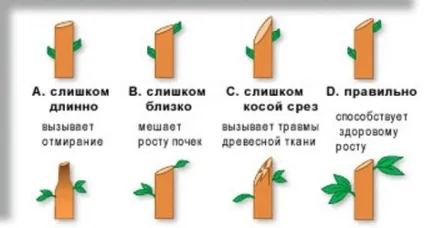 Чому не плодоносить колоновидна яблуня, що робити - розповідають фахівці (яблуня) Чому не плодоносить колоновидна яблуня, що робити - розповідають фахівці