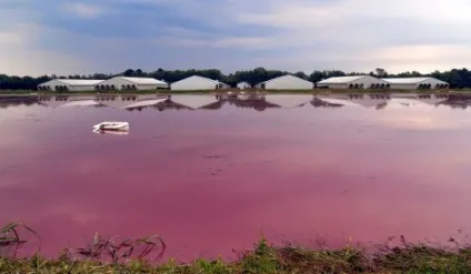 Чому і як тваринництво шкодить екології, статті про екологію і вегетаріанство (cowspiracy) Чому і як тваринництво шкодить екології, статті про екологію і вегетаріанство