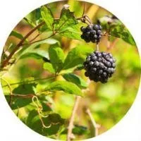 Корисні властивості і протипоказання до прийому елеутерококу