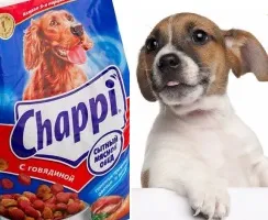 Чи підходить корм для собак Чаппі (chappi) для щоденного годування