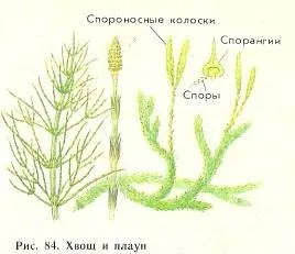 Подцарство вищі рослини