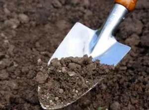 Підготовка ґрунту для посадки картоплі навесні - cельхозпортал (грунту посадки картоплі) Підготовка ґрунту для посадки картоплі навесні - cельхозпортал