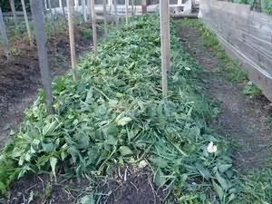Підживлення томатів настоєм кропиви