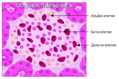 Підшлункова залоза гістологічну будову, ацинус, острівець Лангерганса (острівець) Підшлункова залоза гістологічну будову, ацинус, острівець Лангерганса
