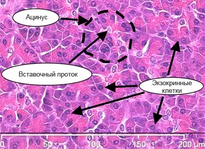 Підшлункова залоза гістологічну будову, ацинус, острівець Лангерганса (підшлункова) Підшлункова залоза гістологічну будову, ацинус, острівець Лангерганса