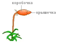 Практична робота «будова зеленого моху зозулин льон» (кукушкин) Практична робота «будова зеленого моху зозулин льон»