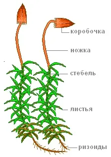 Практична робота «будова зеленого моху зозулин льон» (будова) Практична робота «будова зеленого моху зозулин льон»