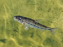 Спіймати пічкура!