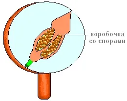 Практична робота «будова зеленого моху зозулин льон» (кукушкин) Практична робота «будова зеленого моху зозулин льон»