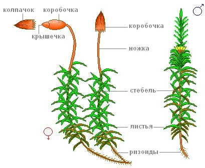Практична робота «будова зеленого моху зозулин льон» (будова) Практична робота «будова зеленого моху зозулин льон»