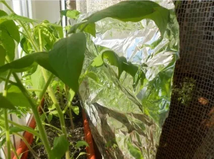помідори витягуються