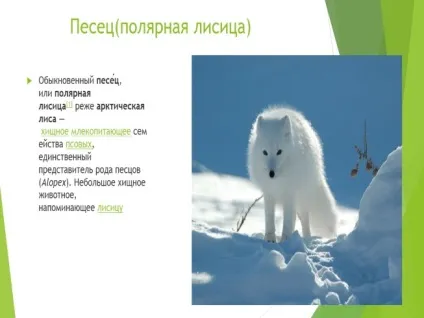 Презентація - харчування хижаків (харчування) Презентація - харчування хижаків