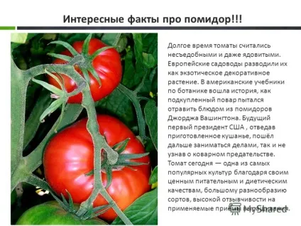 Презентація на тему виконав учень 4-Б класу Фомічов олександр знайомство з помідором! (Учень) Презентація на тему виконав учень 4-Б класу Фомічов олександр знайомство з помідором!