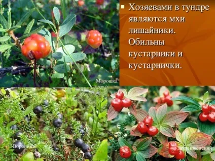 Презентація на тему - природні зони землі - географія, презентації (презентації) Презентація на тему - природні зони землі - географія, презентації