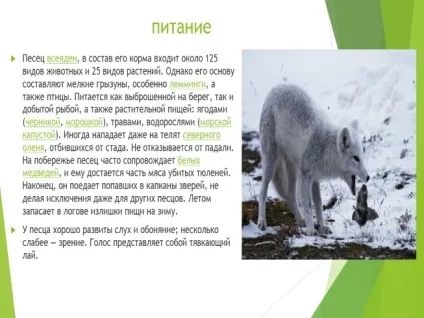 Презентація - харчування хижаків (харчування) Презентація - харчування хижаків