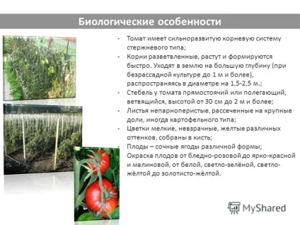 Презентація на тему виконав учень 4-Б класу Фомічов олександр знайомство з помідором! (Виконав учень 4-Б класу Фомічов олександр знайомство з помідором!) Презентація на тему виконав учень 4-Б класу Фомічов олександр знайомство з помідором!