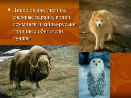 Презентація на тему - природні зони землі - географія, презентації (географія презентації презентація на тему & quot; природні зони землі & quot;) Презентація на тему - природні зони землі - географія, презентації
