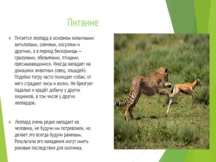 Презентація - харчування хижаків (хижаків) Презентація - харчування хижаків