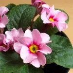 Примула садова вирощування і фото (примула) Примула садова вирощування і фото