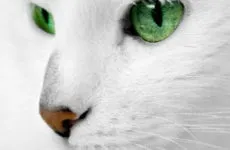 Прикмета метелик залетіла у вікно, магія (метелик залетіла у вікно прикмета) Прикмета метелик залетіла у вікно, магія