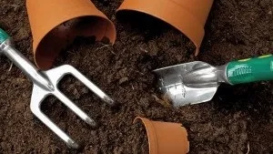 Примула кімнатна догляд в домашніх умовах, посадка, полив, пересадка