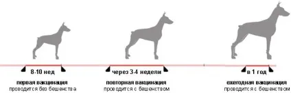 Щеплення собакам в москві