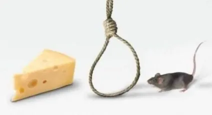 Прикольні картинки мишей