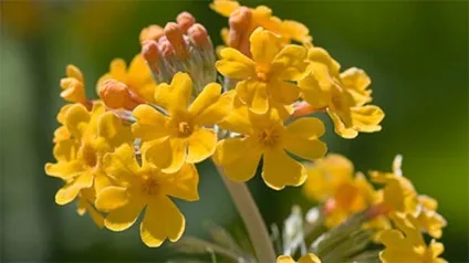 Примула садова вирощування і фото (примула) Примула садова вирощування і фото