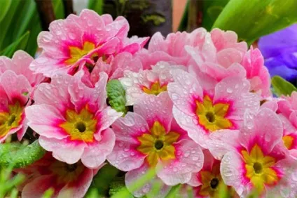 Примула садова вирощування і фото (примула) Примула садова вирощування і фото